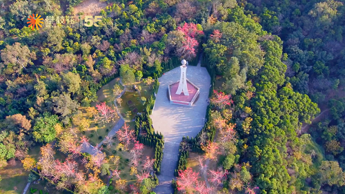 爱上攀枝花，芒果带回家